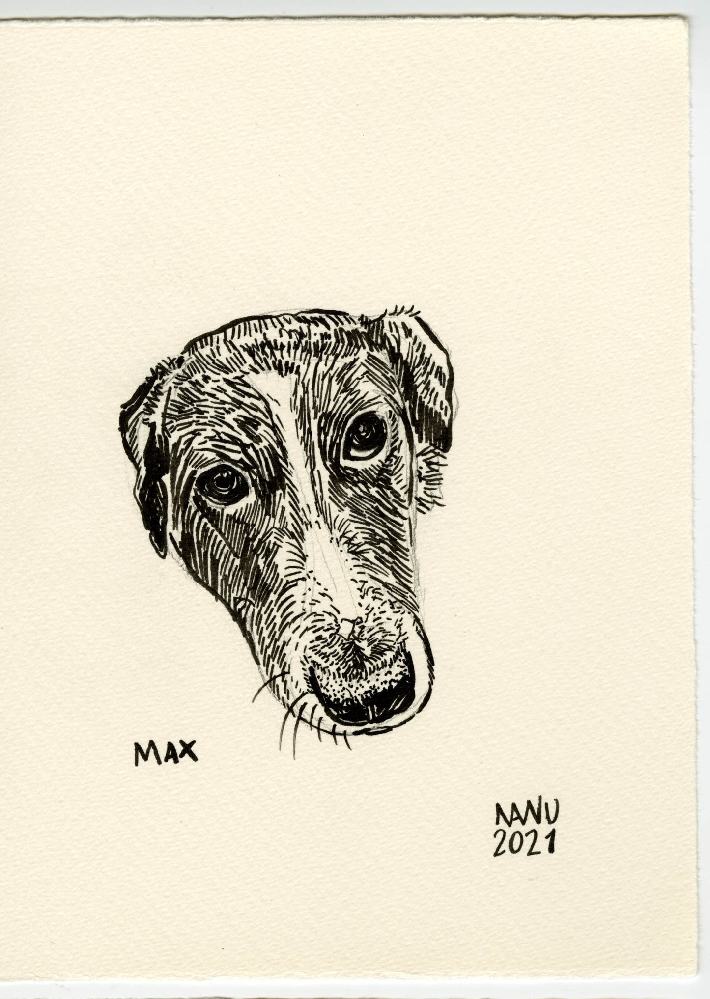 Pet Portraits