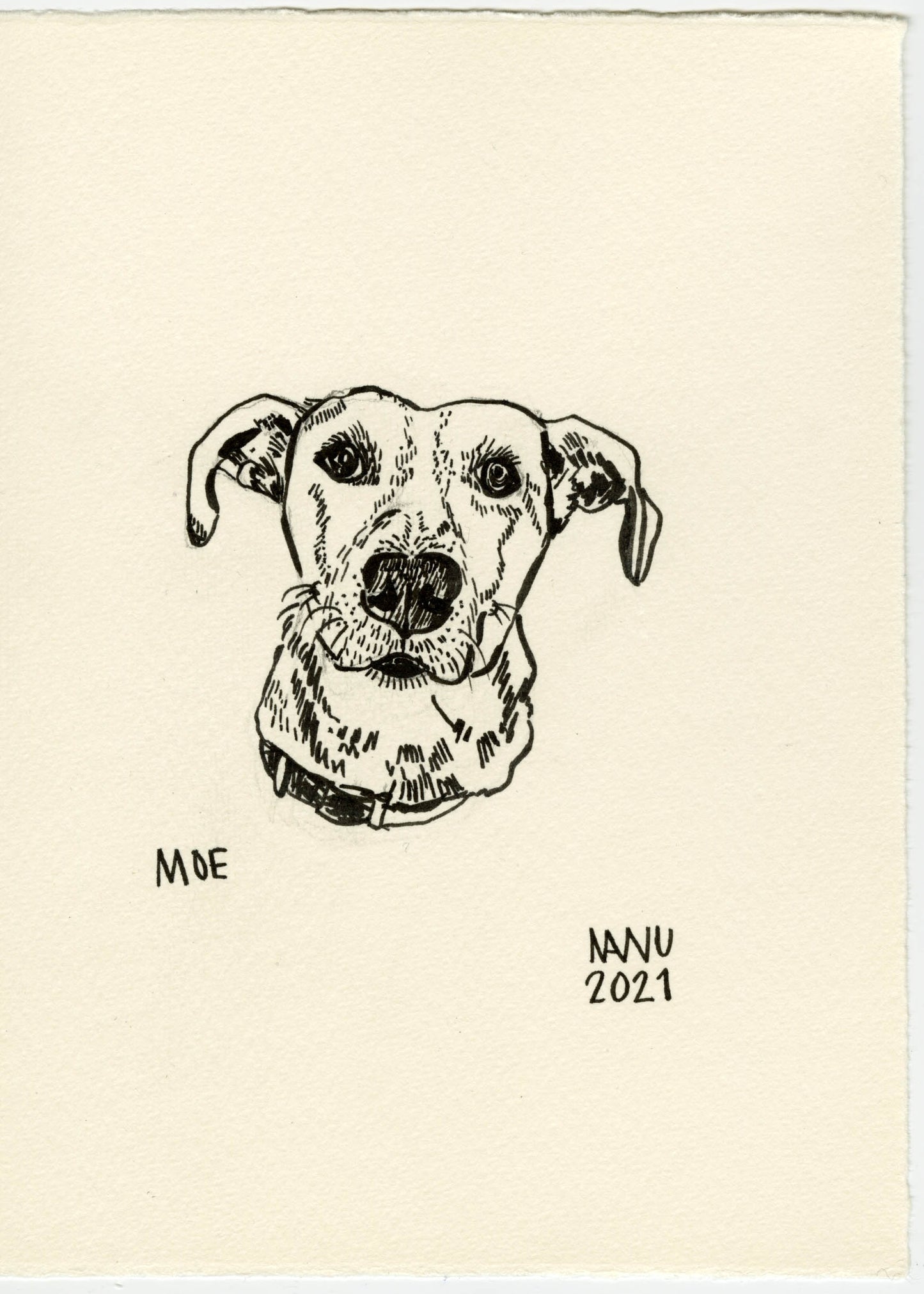 Pet Portraits
