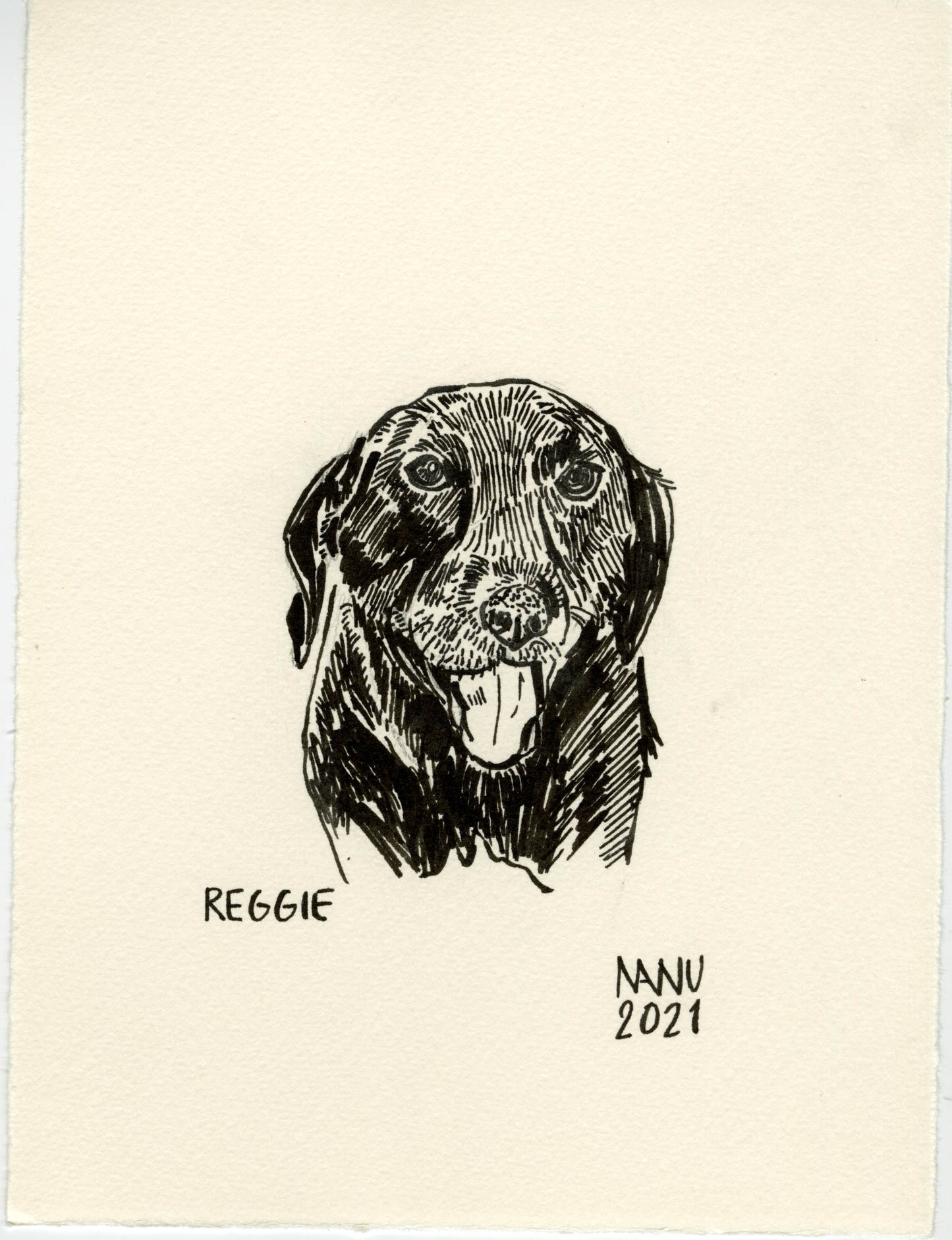 Pet Portraits