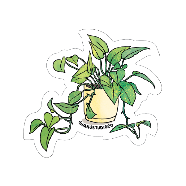 golden pothos drawing Pothos