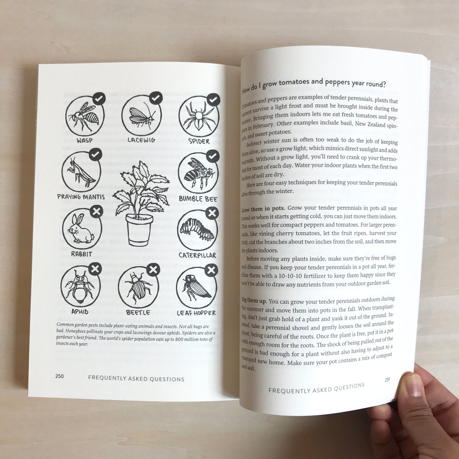 "Growing Perennial Foods" book open to page featuring illustrated icons of plant pests and friends on left page, with text on left page, with a hand holding the spread open on light wood desk