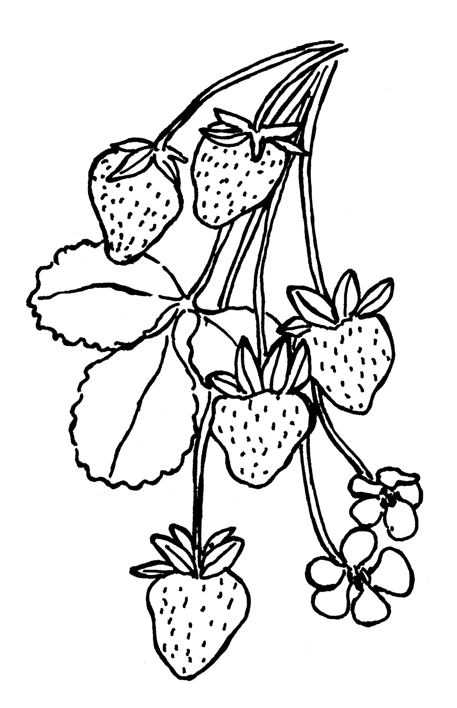 black and white illustration of a cluster of strawberries hanging from stems with leaves and 2 flowers