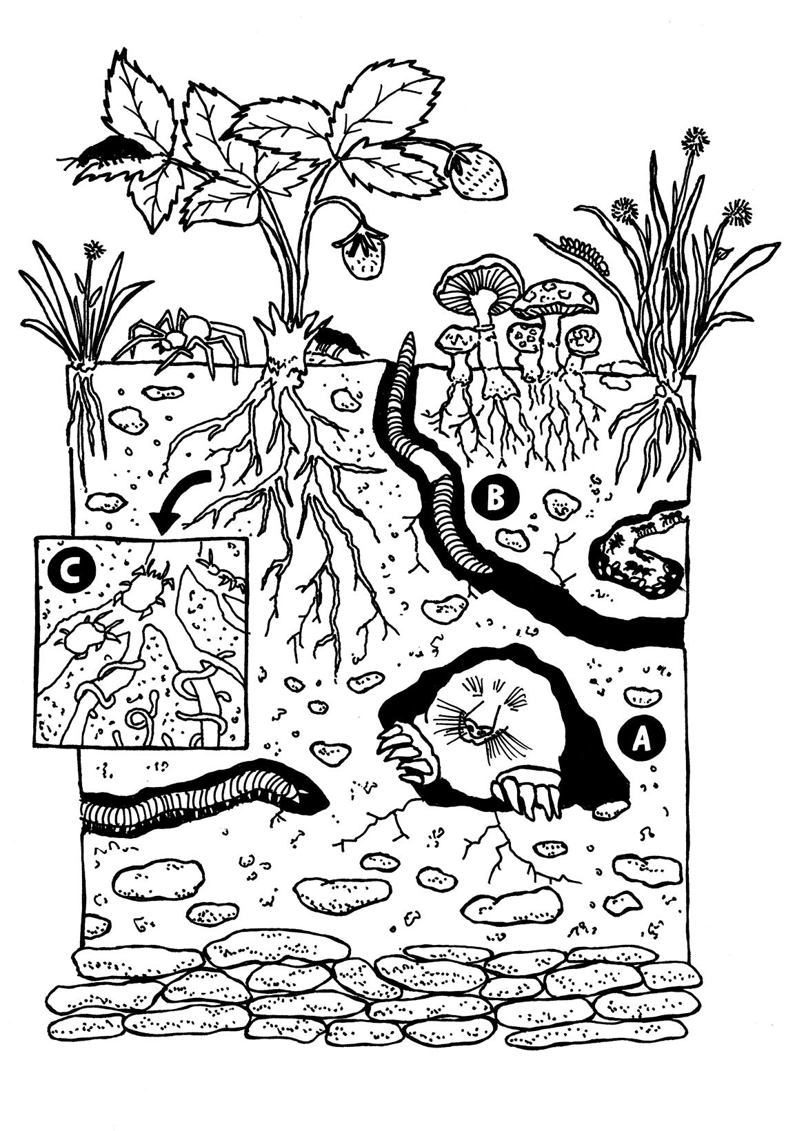 A black & white line illustration of a cross-section of soil depicting at the top a cluster of mushrooms, wild strawberry plant, dandelions, beetles, and a spider. The middle part shows the root systems, a close-up of micro-organisms, a mole, and earthworms. The bottom depicts pebbly ground structure