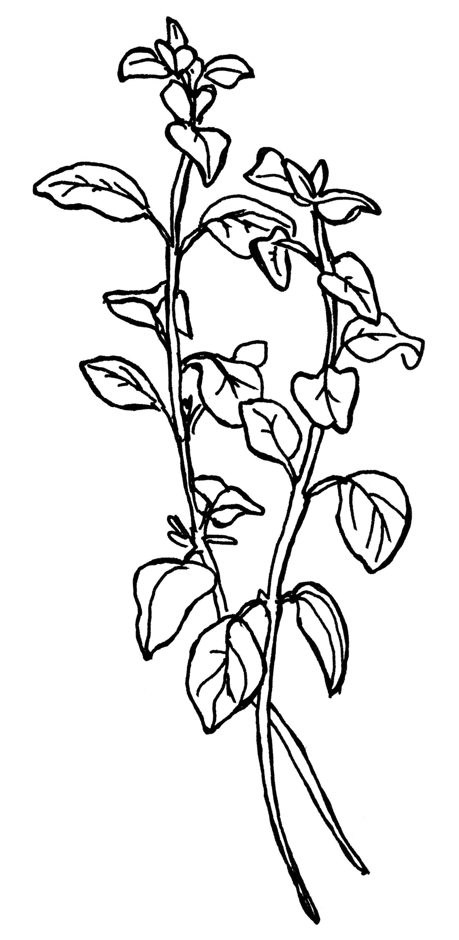 Black and white line drawing of two sprigs of thyme
